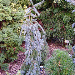 Псевдотсуга Мензиса "Глаука Пендула" (Glauca Pendula)