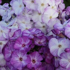 Флокс метельчатый "Фрекл Блю Шейдс" (Frackle Blue Shades)